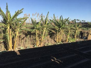 Palm trees on field against clear sky