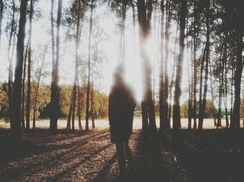 Sun shining through trees