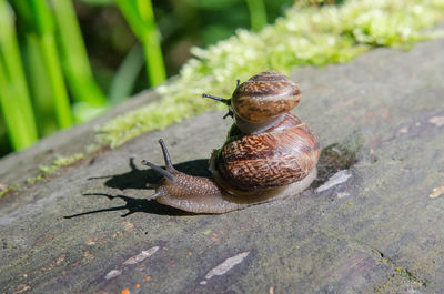 Close-up of snail