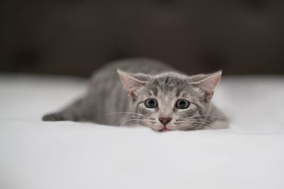 Close-up portrait of cat