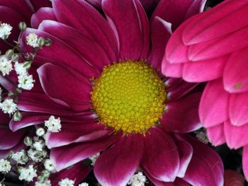 Close-up of pink flower