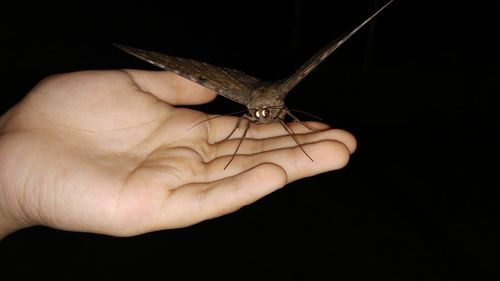 Close-up of hand holding butterfly over black background