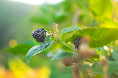 Close-up of berries growing on plant