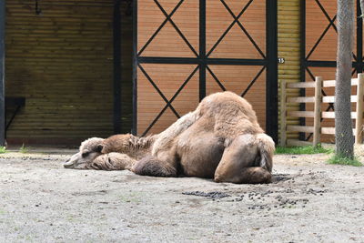 Camel sleeping in a zoo