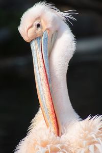 Close-up of a bird