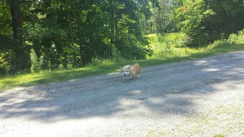 Dog on tree trunk