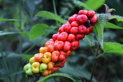 Close-up of cherries growing on plant