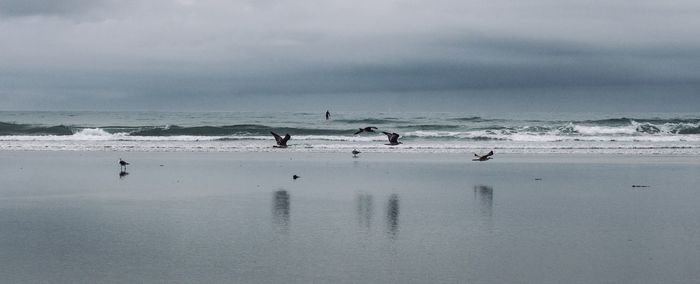 View of birds on beach against sky