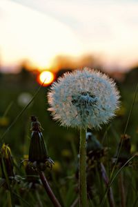 Close-up of dandelion on field against sky