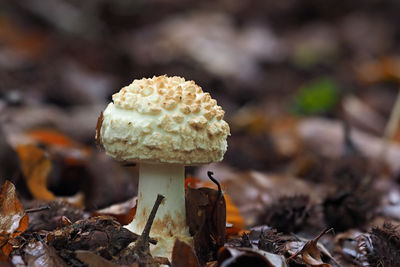 Close-up of mushroom on field