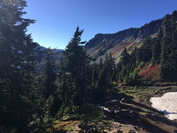 Scenic view of forest against clear sky