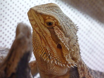 Close-up of bearded dragon