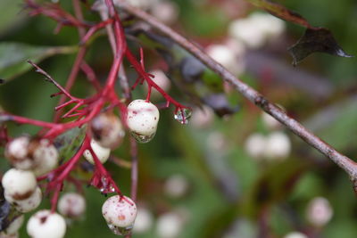 Close-up of red berries growing on tree