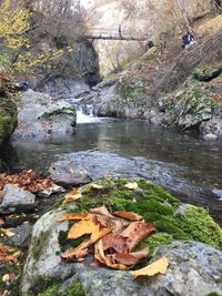 River amidst trees in forest