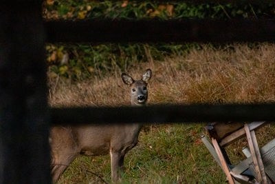 Portrait of deer standing on field