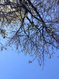 Low angle view of trees against sky