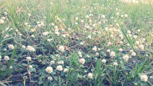 Full frame shot of daisies growing on field