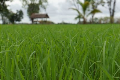 Crops growing on field against sky