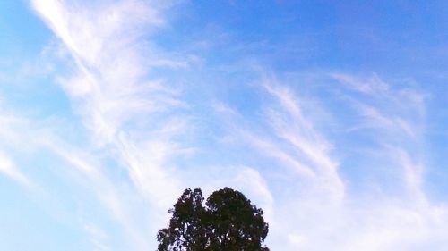 Low angle view of trees against blue sky