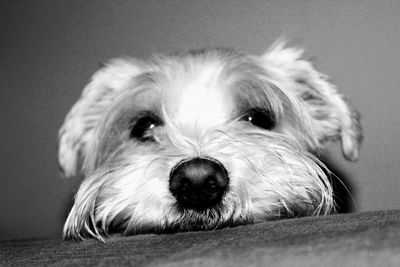 Close-up portrait of puppy at home