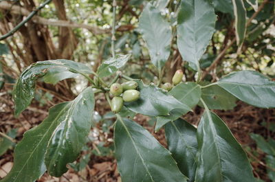 Close-up of fruit growing on tree