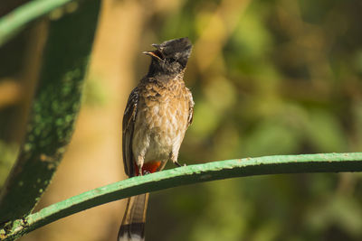 Close-up of bird perching on branch