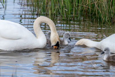 Swans swimming in lake