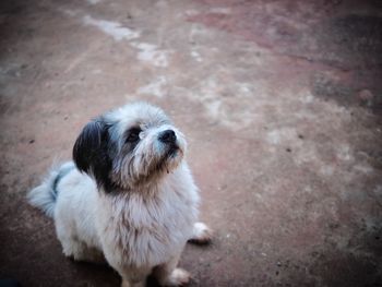 High angle portrait of small dog