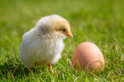 Close-up of a bird on grass