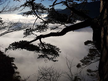 Low angle view of silhouette trees against sky