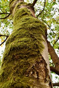 Low angle view of tree trunk