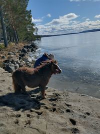 View of dog on beach