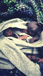 Cat sleeping