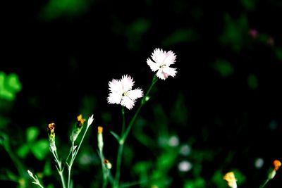 Close-up of flowers blooming outdoors