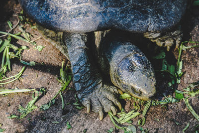 High angle view of turtle on field