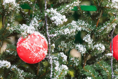 Close-up of christmas tree