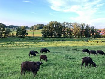 Horses in a field