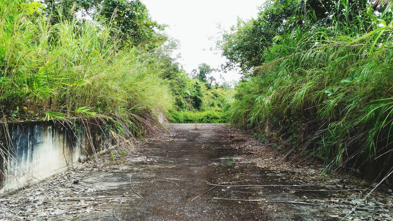 VIEW OF NARROW FOOTPATH ALONG TREES