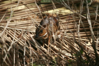 Close-up of lizard on ground