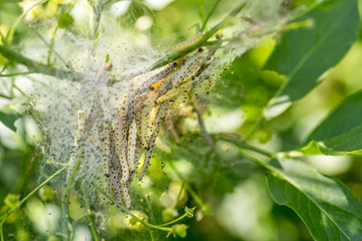 Close-up of raindrops on plant