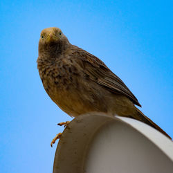 Low angle view of eagle perching on the sky