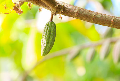 Close-up of berries growing on tree