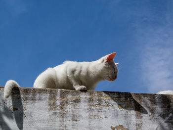 Low angle view of cat against blue sky