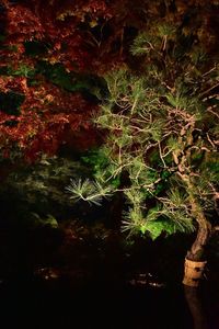 Close-up of tree against sky at night