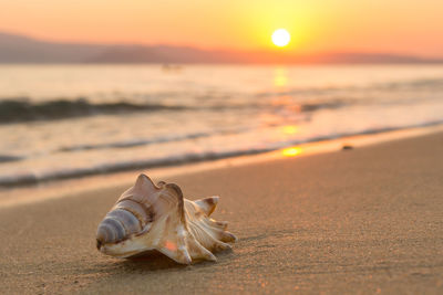 View of shells on sand at beach against sky