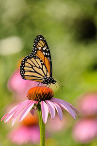 Close-up of butterfly pollinating on flower