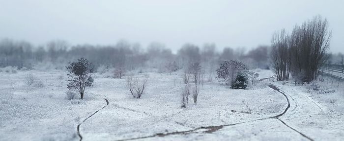 Bare trees on snow covered field