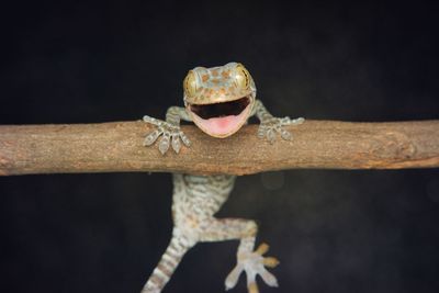 Gecko smiling at you 
