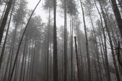 Low angle view of bamboo trees in forest