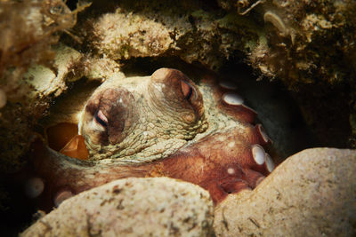 Close-up of octopus in sea